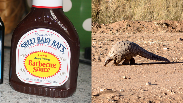 Illustration for article titled If You Can View This List Of Pangolins Without Fantasizing About Eating One…Welcome To The Priesthood!